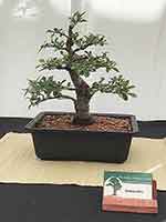 Chinese Elm